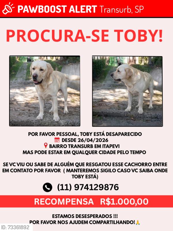 Lost Male Dog last seen Fugiu bairro TRANSURB em Itapevi, Transurb, SP 