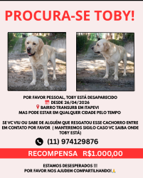 Lost Male Dog last seen Fugiu bairro TRANSURB em Itapevi, Transurb, SP 