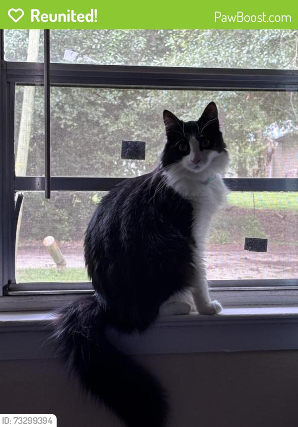 Reunited Male Cat last seen Crowder road, Tallahassee, FL 32303