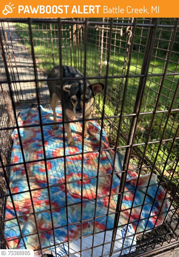 Found/Stray Unknown Dog last seen Ott Preserve in Battle Creek MI, Battle Creek, MI 49014