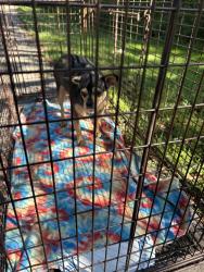 Found/Stray Unknown Dog last seen Ott Preserve in Battle Creek MI, Battle Creek, MI 49014