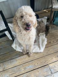 Found/Stray Male Dog last seen HEATHERWOOD TERRACE HIGHWAY 394, Blountville, TN 37617