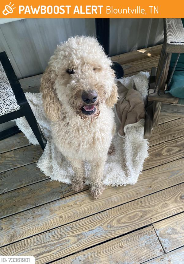 Found/Stray Male Dog last seen HEATHERWOOD TERRACE HIGHWAY 394, Blountville, TN 37617