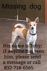 Lost Male Dog last seen Cove Ln, Pearland, TX 77584