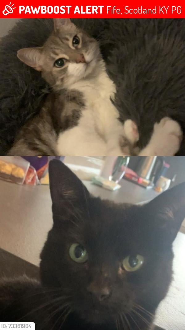 Lost Male Cat last seen Robert Adam Drive, Fife, Scotland KY2 6PG