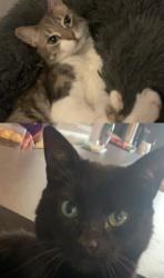 Lost Male Cat last seen Robert Adam Drive, Fife, Scotland KY2 6PG