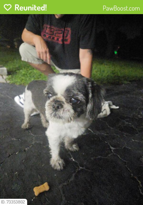 Reunited Male Dog last seen Wiles and Coral springs Dr, Coral Springs, FL 33065