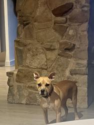 Found/Stray Female Dog last seen Purple Sage and Alpha, Dallas, TX 75240