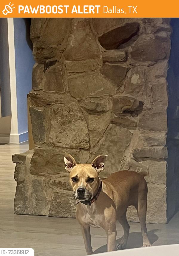 Found/Stray Female Dog last seen Purple Sage and Alpha, Dallas, TX 75240