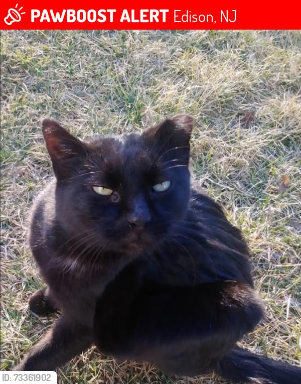 Lost Female Cat last seen Raymond and Fox across from diner where she has lived for over 10 years, Edison, NJ 08817
