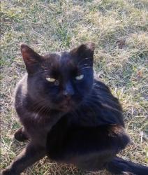 Lost Female Cat last seen Raymond and Fox across from diner where she has lived for over 10 years, Edison, NJ 08817