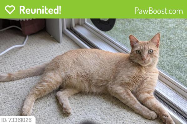Reunited Male Cat last seen Lipscomb and fall glen, San Diego, CA 92126