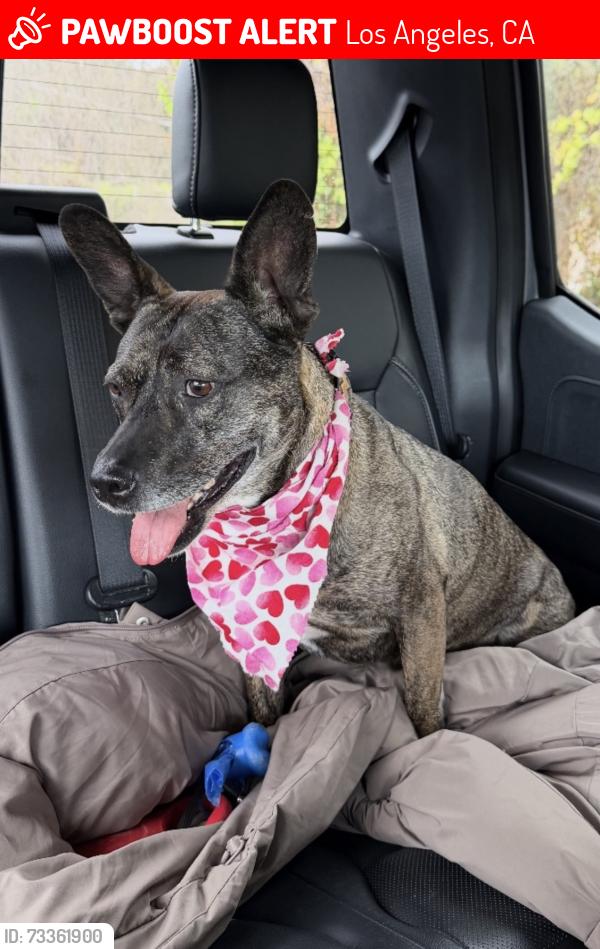 Lost Female Dog last seen Sylmar, CA, Los Angeles, CA 91342