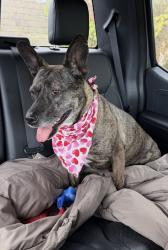 Lost Female Dog last seen Sylmar, CA, Los Angeles, CA 91342