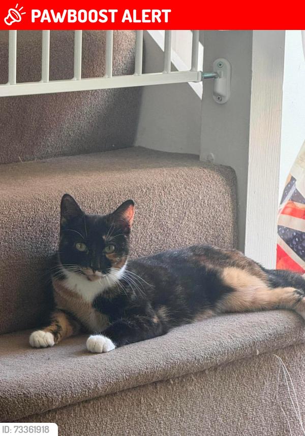 Lost Female Cat last seen Freemans close, Berkshire, England RG17 0QR