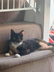 Lost Female Cat last seen Freemans close, Berkshire, England RG17 0QR