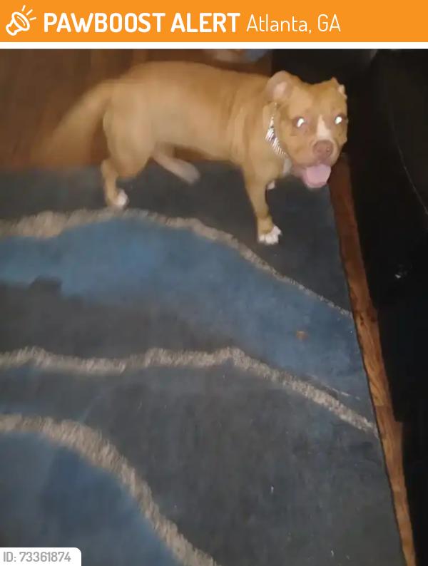 Found/Stray Female Dog last seen Norwood Manor, Atlanta, GA 30315