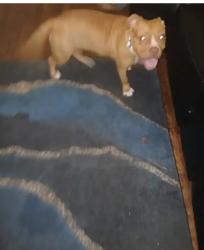 Found/Stray Female Dog last seen Norwood Manor, Atlanta, GA 30315