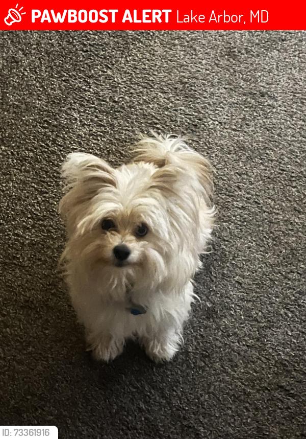 Lost Female Dog last seen Largo center drive, Lake Arbor, MD 20774