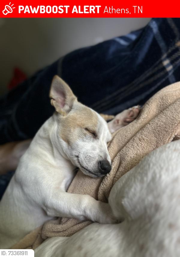 Lost Female Dog last seen The food city in downtown Athens, Tennessee, Athens, TN 37303