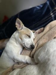 Lost Female Dog last seen The food city in downtown Athens, Tennessee, Athens, TN 37303