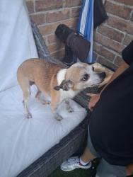 Found/Stray Female Dog last seen Synott rd and bissionet st, Houston, TX 77083