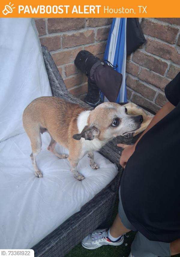 Found/Stray Female Dog last seen Synott rd and bissionet st, Houston, TX 77083