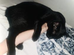 Reunited Male Cat last seen Coronel / lope de Vega, Mission Viejo, CA 92691