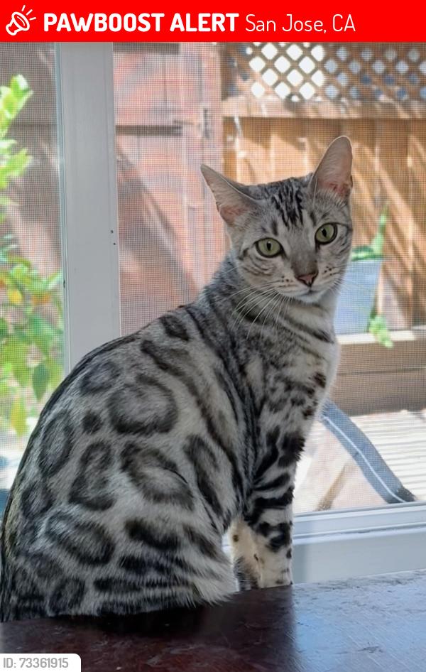 Lost Female Cat last seen Almaden and Crown Blvd, San Jose, CA 95120