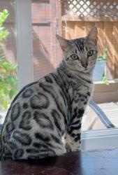 Lost Female Cat last seen Almaden and Crown Blvd, San Jose, CA 95120