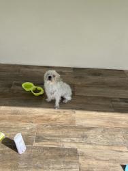Found/Stray Male Dog last seen SW 80 Ave, Fontainebleau, FL 33144
