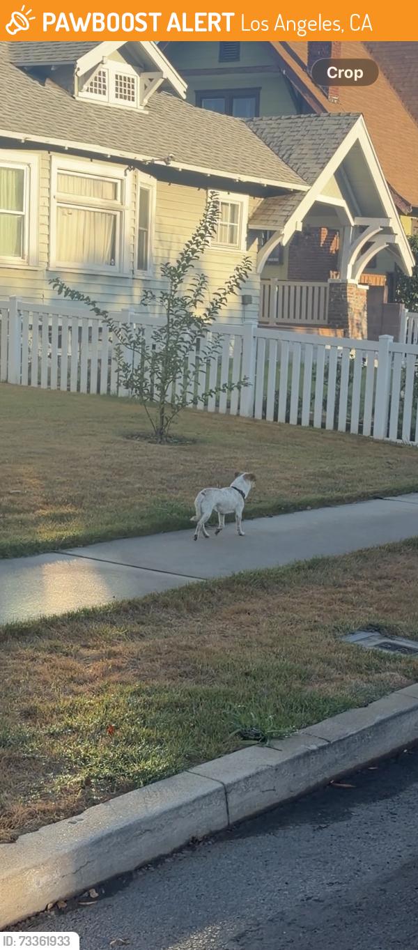 Found/Stray Unknown Dog last seen on la salle walking towaeds adams, Los Angeles, CA 90018