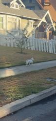 Found/Stray Unknown Dog last seen on la salle walking towaeds adams, Los Angeles, CA 90018