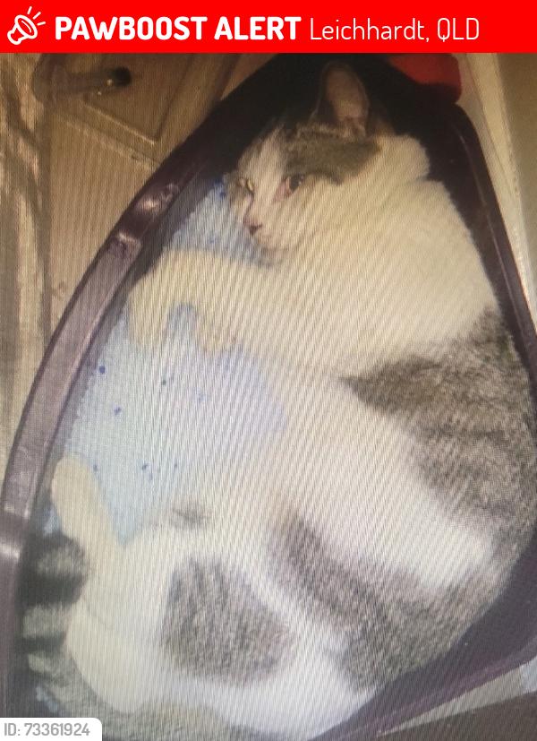 Lost Male Cat last seen out the front of 17 neumann place Leichhardt, Leichhardt, QLD 4305