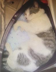 Lost Male Cat last seen out the front of 17 neumann place Leichhardt, Leichhardt, QLD 4305
