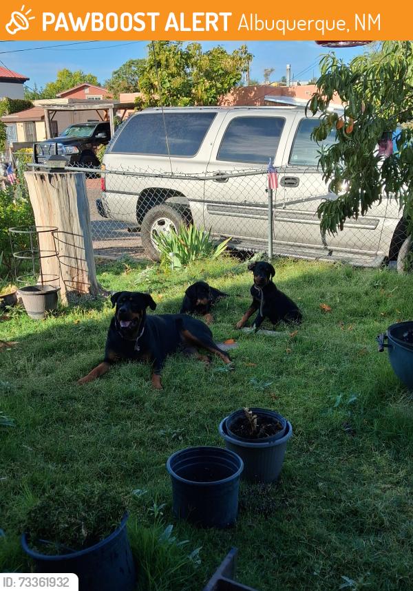 Found/Stray Male Dog last seen Near and central, Albuquerque, NM 87105