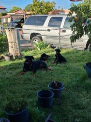 Found/Stray Male Dog last seen Near and central, Albuquerque, NM 87105