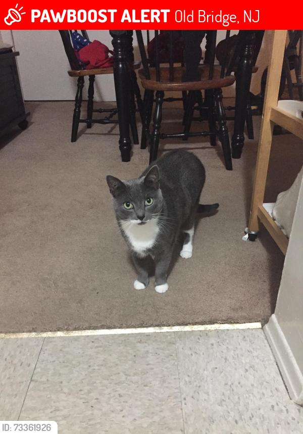 Lost Male Cat last seen J court Claridge Court apmt complex old bridge nj, Old Bridge, NJ 08857