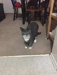 Lost Male Cat last seen J court Claridge Court apmt complex old bridge nj, Old Bridge, NJ 08857