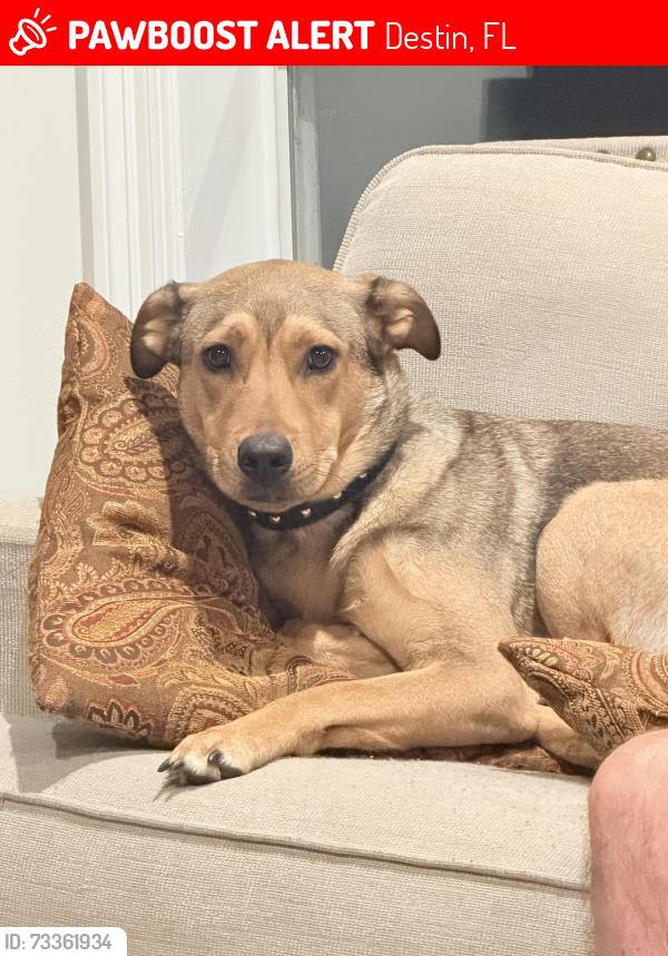 Lost Male Dog last seen Crab trap, Destin, FL 32541