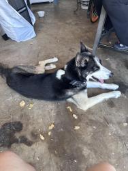 Found/Stray Unknown Dog last seen Chatam cir, Arlington, TX 76014