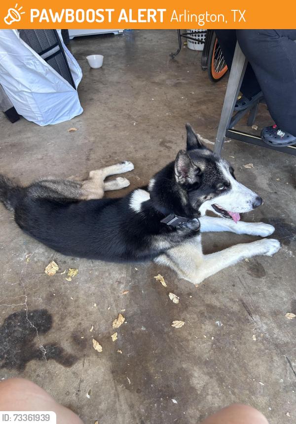 Found/Stray Unknown Dog last seen Chatam cir, Arlington, TX 76014