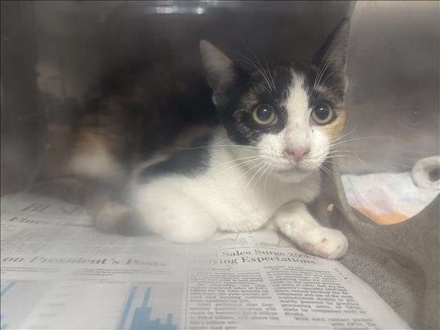 Shelter Stray Female Cat last seen , 957 N Gaffey St, San Pedro, CA 90731, USA