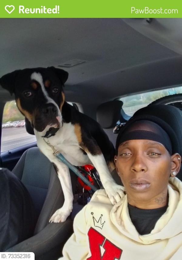 Reunited Male Dog last seen Myrick Street hartfield Rd, Tallahassee, FL 32301
