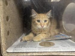 Shelter Stray Male Cat last seen , 957 N Gaffey St, San Pedro, CA 90731, USA