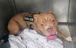 Shelter Stray Male Dog last seen Near BLOCK AVON AVE, DETROIT, MI 48219, 7401 Chrysler Dr, Detroit, MI 48211, USA