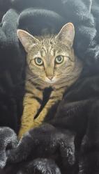 Lost Male Cat last seen Near W Limelight St, Boise, ID 83714
