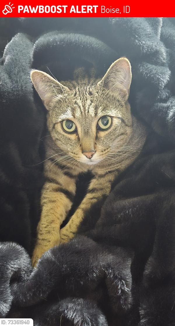 Lost Male Cat last seen Near W Limelight St, Boise, ID 83714