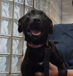 Shelter Stray Female Dog last seen DRAKE AVE SW, 4950 SW Triana Blvd, Huntsville, AL 35805, USA