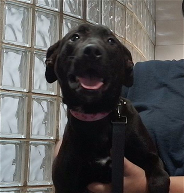 Shelter Stray Female Dog last seen DRAKE AVE SW, 4950 SW Triana Blvd, Huntsville, AL 35805, USA